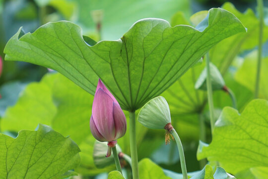 荷花特写