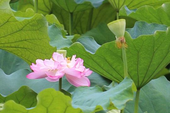 荷花特写