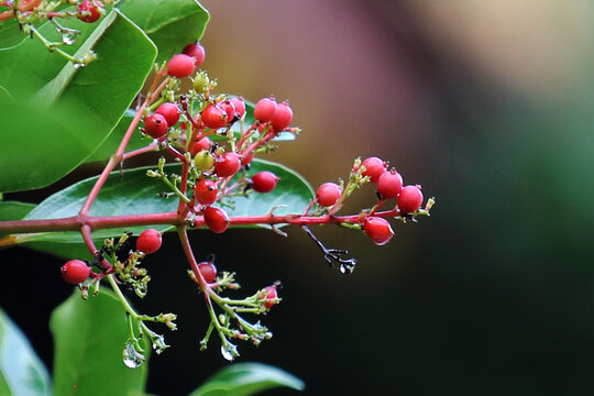 植物果实之珊瑚树