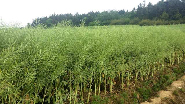 油菜田