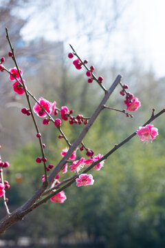 梅花
