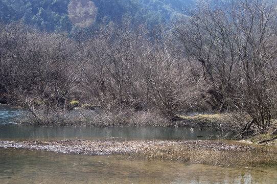 冬季小溪边草木