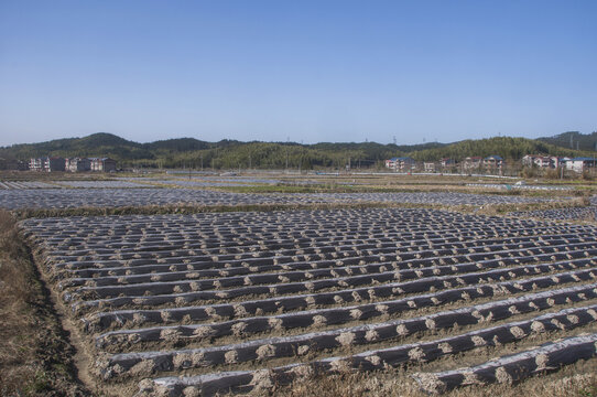 覆膜的田野