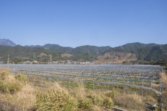 光泽乡村种植园