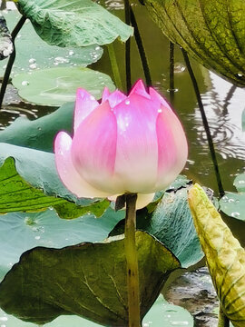 荷花