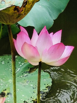 荷花