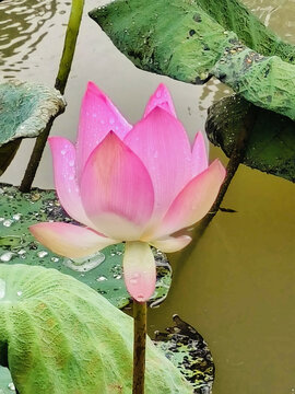 荷花