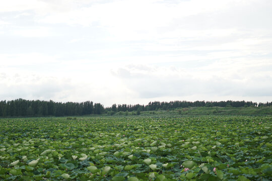 白云湖公园