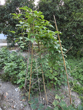 刀板豆植株
