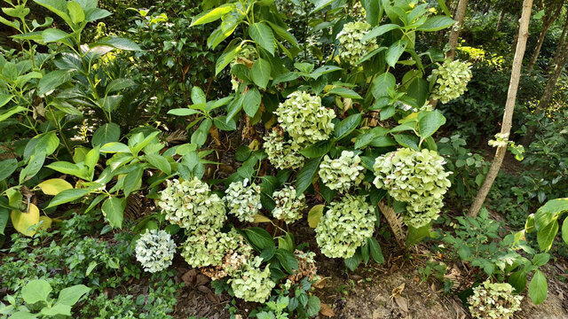 绣球花植株