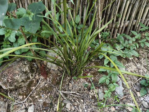 兰花草与果实