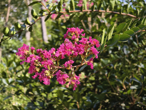 紫薇花特写