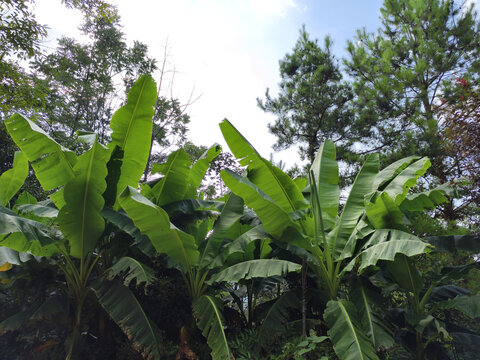 芭蕉树与枞树
