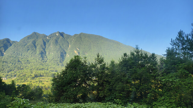 高山与绿植