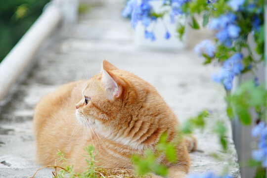 橘猫