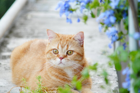 橘猫