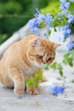 橘猫