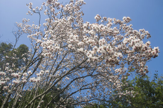 玉兰花枝