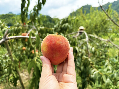黄桃