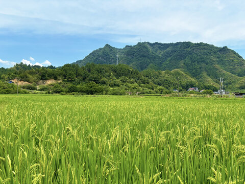 水稻田
