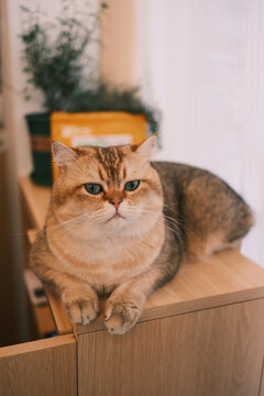 猫咪金渐层