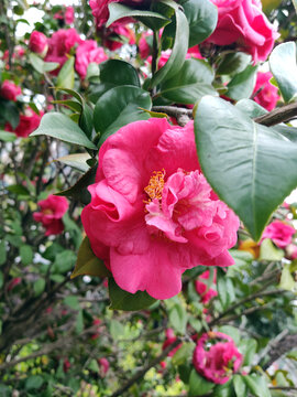 茶花