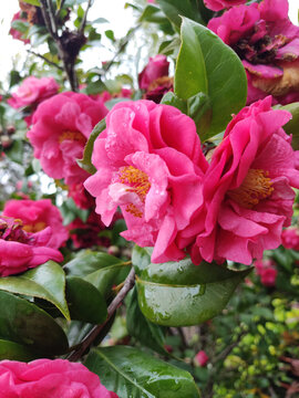 茶花