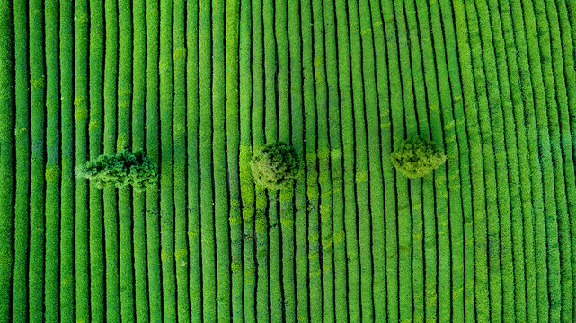 茶园风光