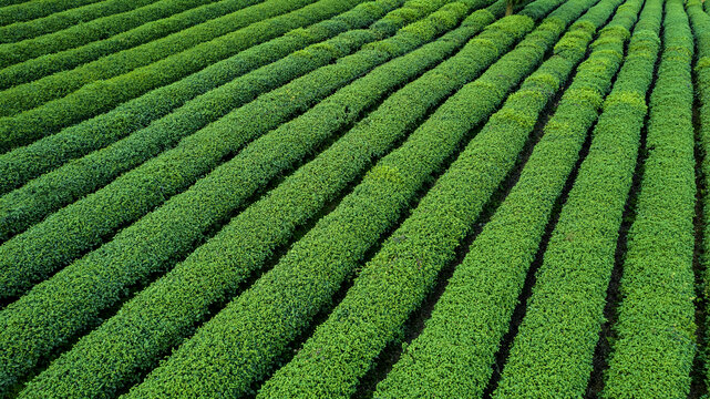 茶园风光