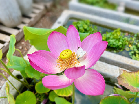 荷花