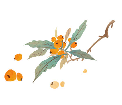 秋天节日枇杷插画
