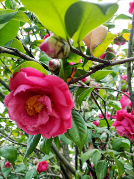 茶花