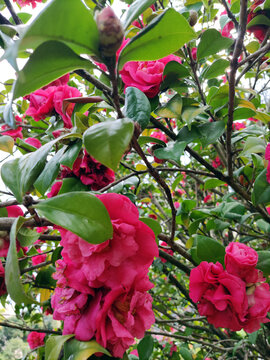 茶花