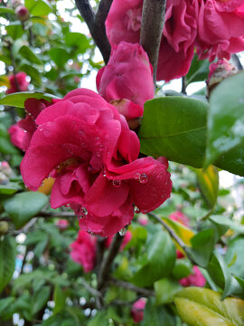 茶花