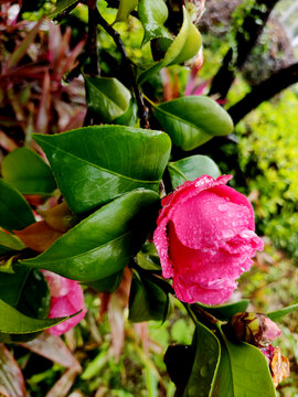 茶花