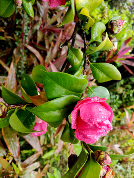 茶花