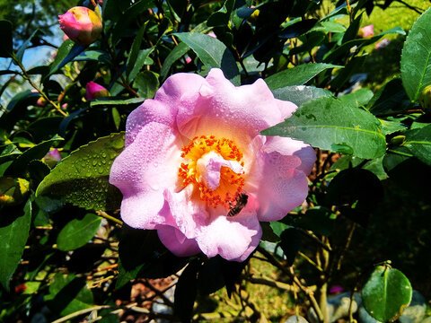 茶花