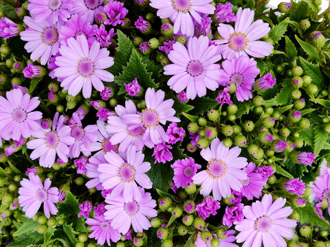 花