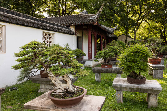 虎丘盆景