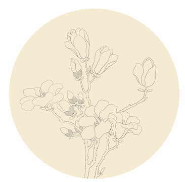 玉兰花线稿