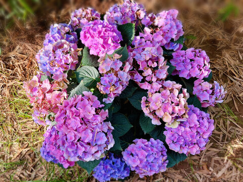 绣球花