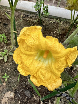 南瓜花开