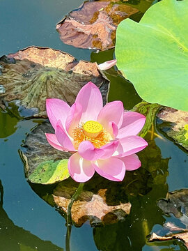 荷花