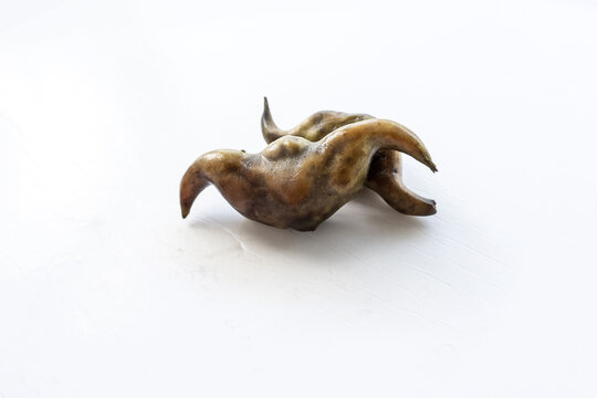 菱角