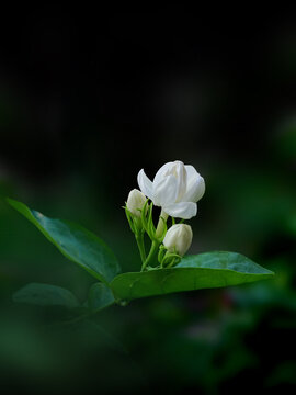茉莉花