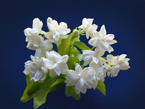 茉莉花