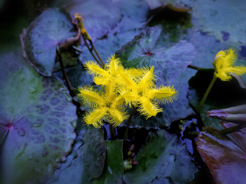 荇菜