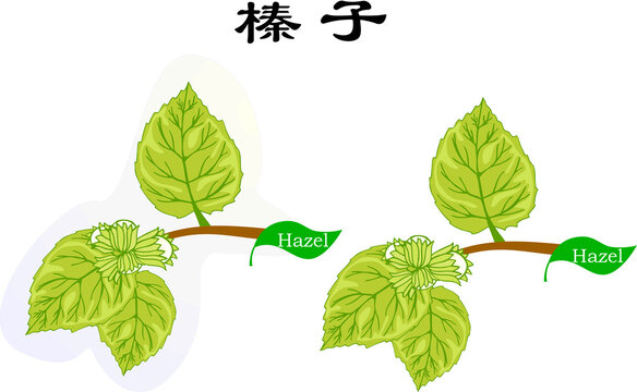 手绘榛子