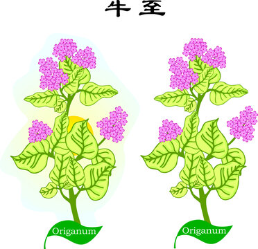 手绘植物花草野花