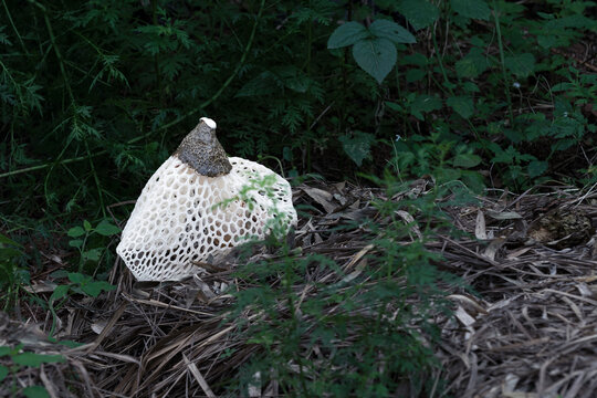野生竹荪菌